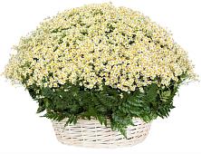 Цветочная композиция из Ромашки в корзине #REPLACE_PRED# Качуге